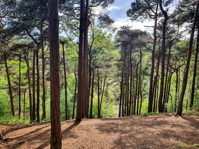 Lickey Hills Country Park - a 5-10 min walk from the conference cetnre
